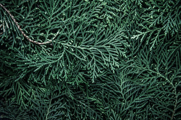 Wall Mural - the fresh green pine leaves , oriental arborvitae, thuja orientalis (also known as platycladus orien