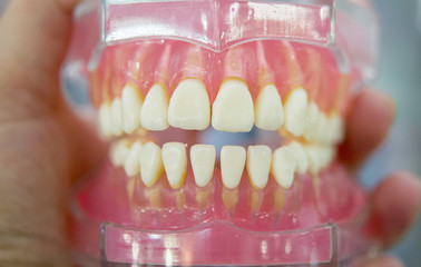model of human teeth of the human jaw close-up