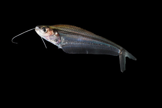 Alestopetersius fish
