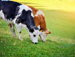 © nmelnychuk - Cows grazing on meadow in mountains. Summer sunny morning