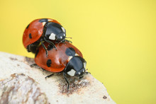 Ladybugs Mating On Branch On Yellow Background