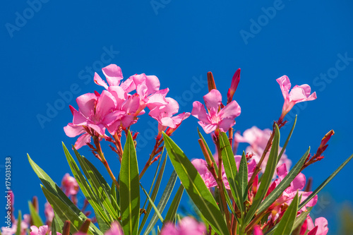 nerium oleander flowers on a blue sky background buy this stock
