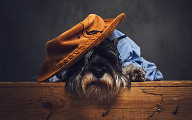 Wall Mural - A dog dressed in a blue shirt and yellow hat.