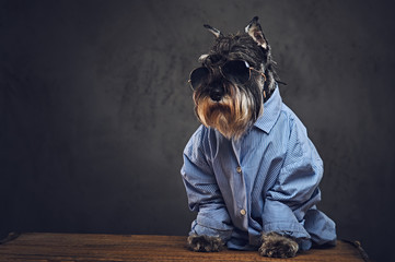 Wall Mural - A dogs dressed in a blue shirt and sunglasses.