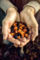 Wall Mural - Crop hands with pile of berries