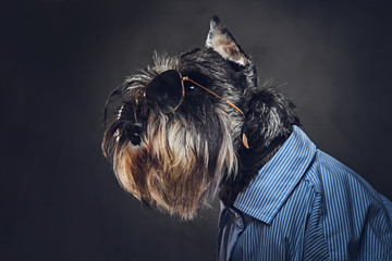Wall Mural - A dogs dressed in a blue shirt and sunglasses.