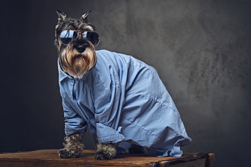 A dogs dressed in a blue shirt and sunglasses.