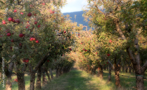 Plakat dojrzałe jabłka w sadzie gotowe do zbioru