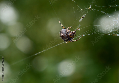 Zdjęcie XXL Europejski ogrodowy pająk na pajęczynie z uwięzionymi komarnicami