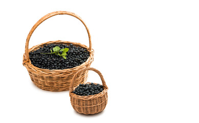 Canvas Print - blueberry in a basket isolated