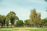 Fototapeta Na ścianę - Imagen de zona de árboles en medio del campo/parque. Con cielo despejado azul.