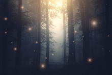 Magical Forest With Sparkles At Sunset