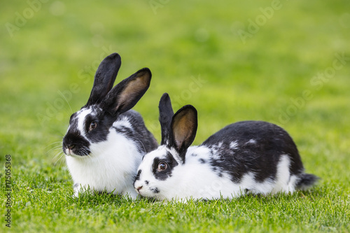 Zdjęcie XXL Królik. Śliczny królika królik na gazonie w ogródzie
