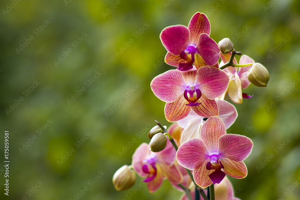 Beautiful pink orchid  - phalaenopsis - obrazy, fototapety, plakaty 