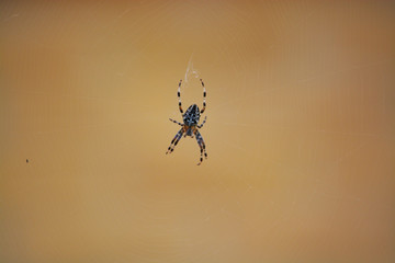 Cross Spider in net
