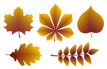 Wall Mural - concept of 3d autumnal leaves isolated on white background. vector.