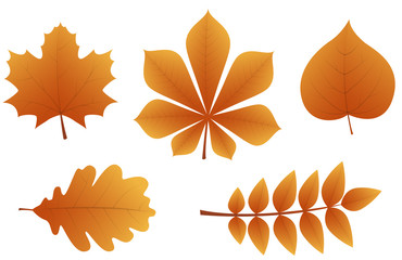 Wall Mural - concept of 3d autumnal leaves isolated on white background. vector.