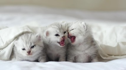 Poster - Cute tabby kittens playing under white blanket slow motion 