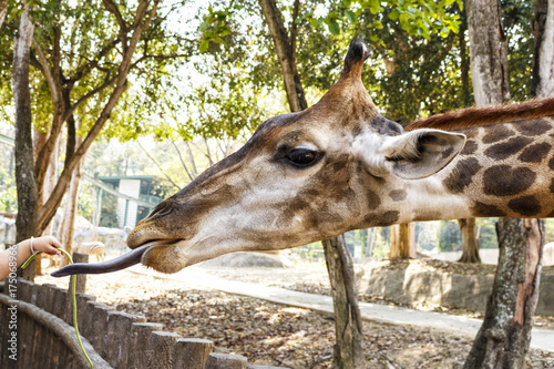 Plakat Jedzenie żyrafy, zbliżenie głowy z języka