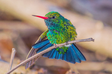 Wall Mural - Glittering-bellied Emerald