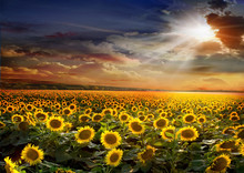 Beautiful Sunflowers Field On Sunset Background