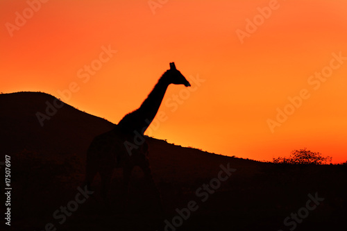 Plakat Żyrafa o zachodzie słońca