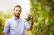 © Giorgio Pulcini - Man in the vineyards picking vine grapes