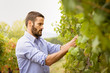 © Giorgio Pulcini - Man in the vineyards picking vine grapes