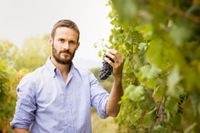 Man In The Vineyards Picking Vine Grapes