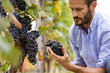 © Giorgio Pulcini - Man in the vineyards picking vine grapes