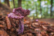 © andre - laccaria amethysta purple violet mushroom  forest autumn closeup macro a colorful mushroom that is not to be despised.