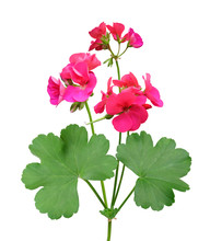 House Plant Of Geranium Isolated On White Background With Clipping Path.