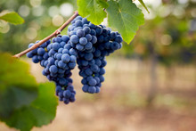 Close Up Of A Blue Grapes In The Vineyard