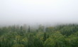 mgła nad górskim lasem