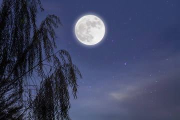 Wall Mural - blue night with full moon over tree background. romantic concept.