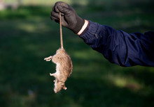 Farmer Holding Dead Rat
