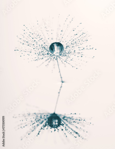 puszysty-dandelion-z-rosa-kroplami-i-odbiciem-artystyczny