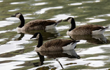 Group Of Canada Goose Swimming Together In Green Water