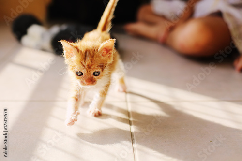 Zdjęcie XXL czerwony kot kotek indoots