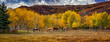 Horses in Colorado during the fall