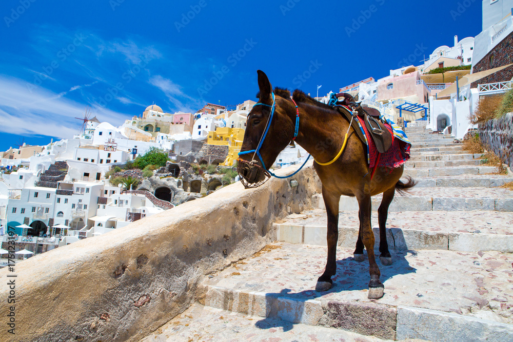 Donkey taxis in Santorini, Greece
 - obrazy, fototapety, plakaty 