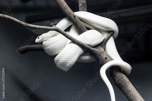 Zdjęcie XXL biały wąż na drzewie w ciemności