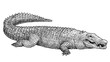 Saltwater crocodile illustration, drawing, engraving, ink, line art, vector
