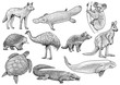 Australian animal collection illustration, drawing, engraving, ink, line art, vector