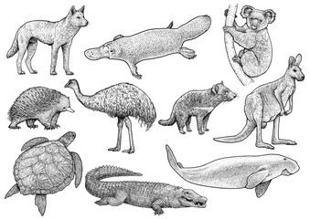 Wall Mural - Australian animal collection illustration, drawing, engraving, ink, line art, vector