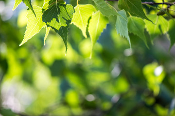 Green Birch Leaves