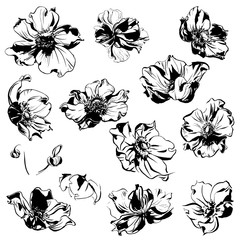 Black anemone flowers and leaves ornament pattern