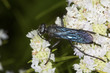 Great black wasp foraging for nectar on mountain mint flowers.