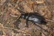 Black caterpillar hunter beetle on the forest floor in Connecticut.