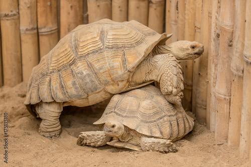 Zdjęcie XXL wspinaczka żółwia
